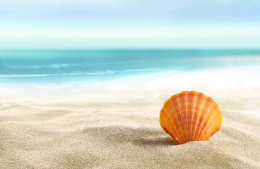 Obraz na płótnie Canvas Shell na plaży