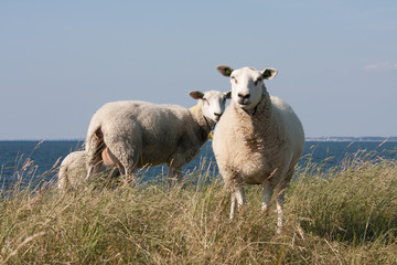 Grazing sheep with behind them the blue sea