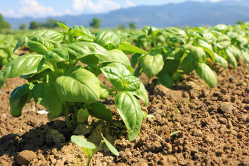 basil cultivated field