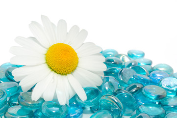 Beautiful Daisy on Blue Glass Stones