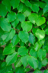 Fototapeta na wymiar Green Actinidia Leaves as Background
