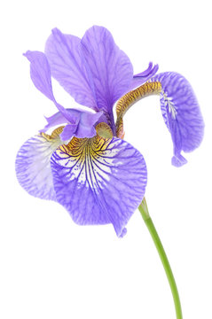 Beautiful Purple Iris on White Background