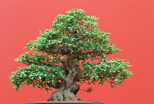 Ficus bonsai, red background