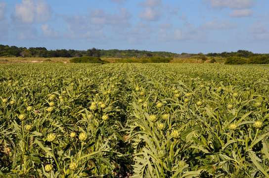 Artischocken Feld