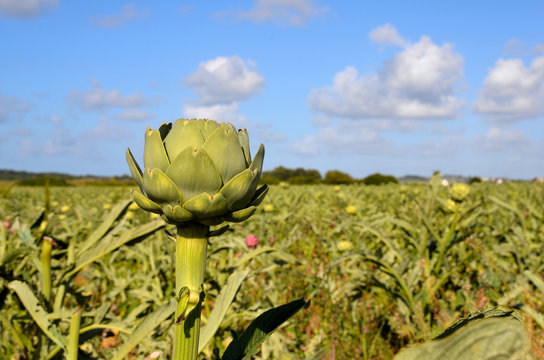 Artischocken Feld