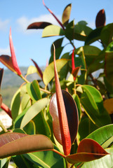 Ficus elastica - Gummibaum