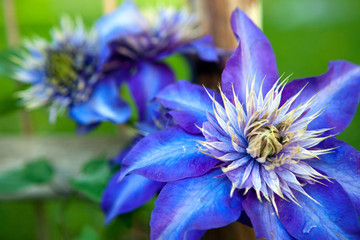 Clematis Multi Blue