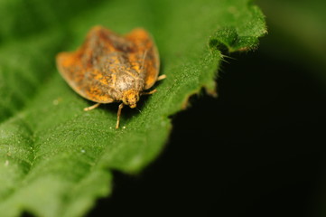 Ptycholoma lecheana