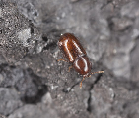 Ennearthron laricinum on wood