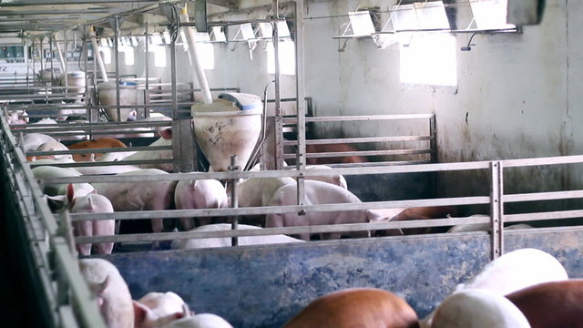 Intensive Pig Farming