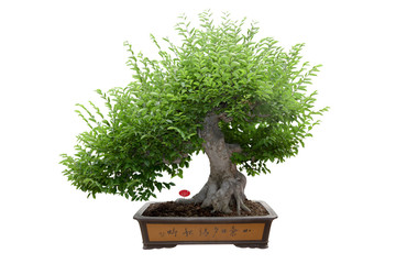 green bonsai tree