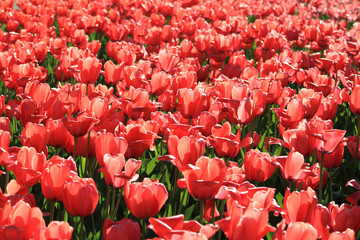 Red tulip
