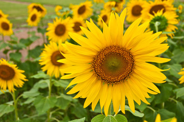 Sunflower