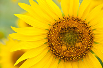 Fototapeta premium Sunflower