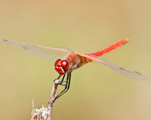 Dragonfly ( sympetrum sp )