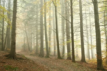  Mountain trail leading through a misty spring forest © Aniszewski