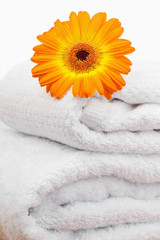Fototapeta na wymiar An orange sunflovers on white towels