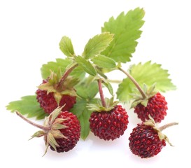 Wald - Erdbeeren