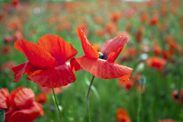 Fototapeta premium Red poppy