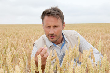 Portrait of agronomist analysing wheat ears