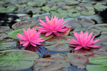 Ninfea - Nymphaeaceae 