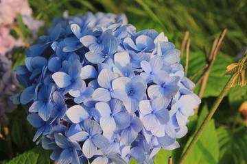青い紫陽花