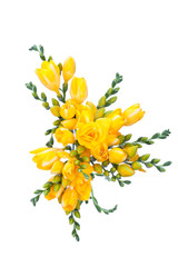 freesia