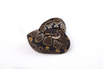 Baby Ball or Royal Python on white background