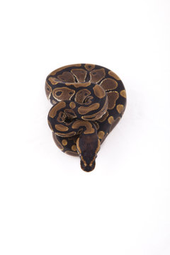 Baby Ball or Royal Python on white background