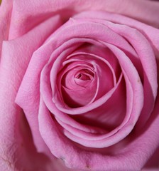 Rosenblüte