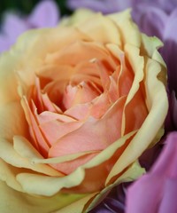 Blüte