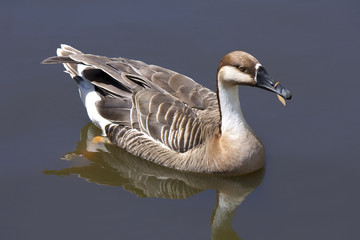 Duck.