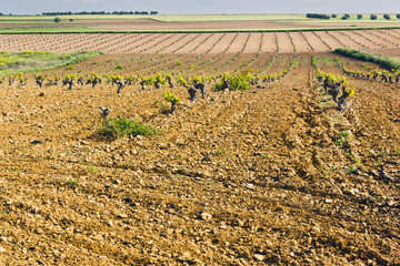 Campo en Cabañas de Yepes