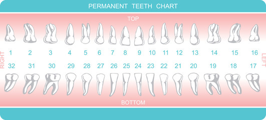 dental chart