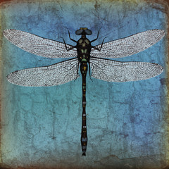 Dragonfly grunge background - 33064865