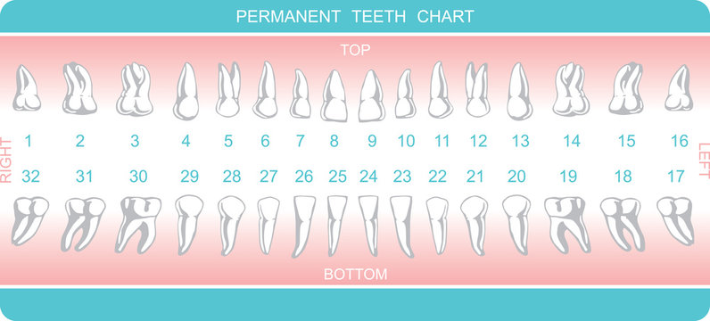 dental chart