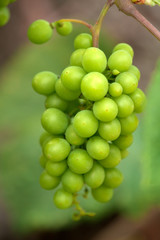 Wild grape, Chalkidiki, Greece
