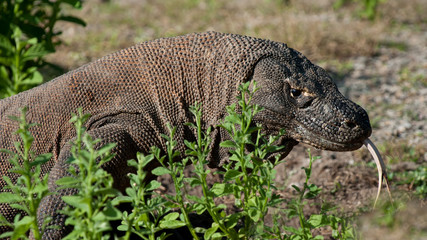 Komodowaran