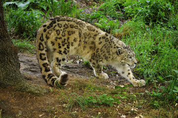 panthère des neiges à l'affut