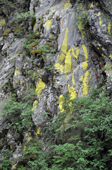 Gelbe Leuchtflechte