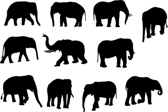 collection of elephants silhouettes - vector
