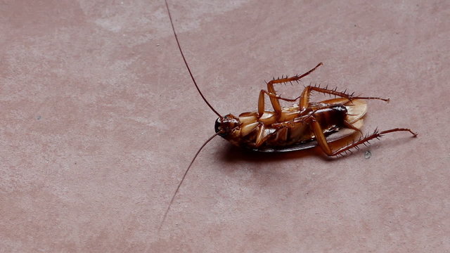 Cockroach On Floor