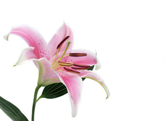 Lily flower isolated