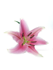 Naklejka na ściany i meble Lily kwiat odizolowanych