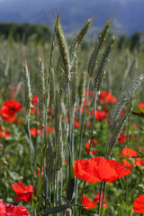 Coquelicots et champ de blé