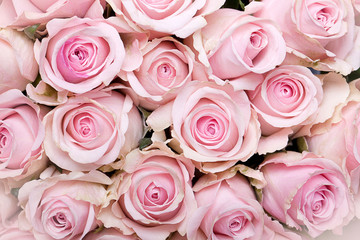 Rosa Rosen