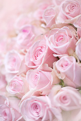 Rosa Rosen