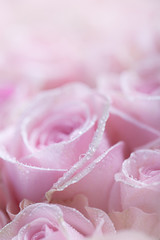 Rosa Rosen mit Tautropfen