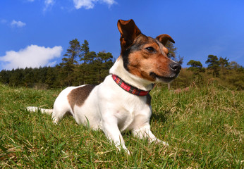 Jack Russell Terrier Lying in the grass