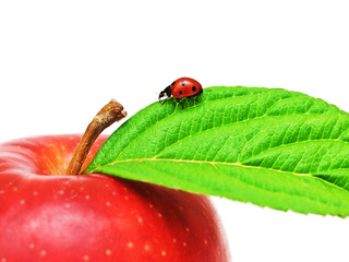ladybug on a apple leaf © Alex_Traksel